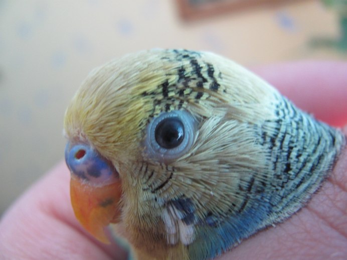 У попугая конъюнктивит волнистого попугая