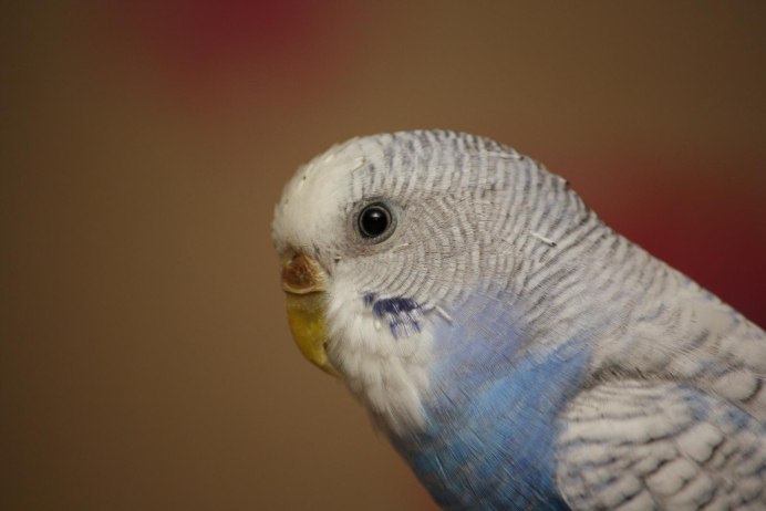 Здоровый клюв волнистого попугая