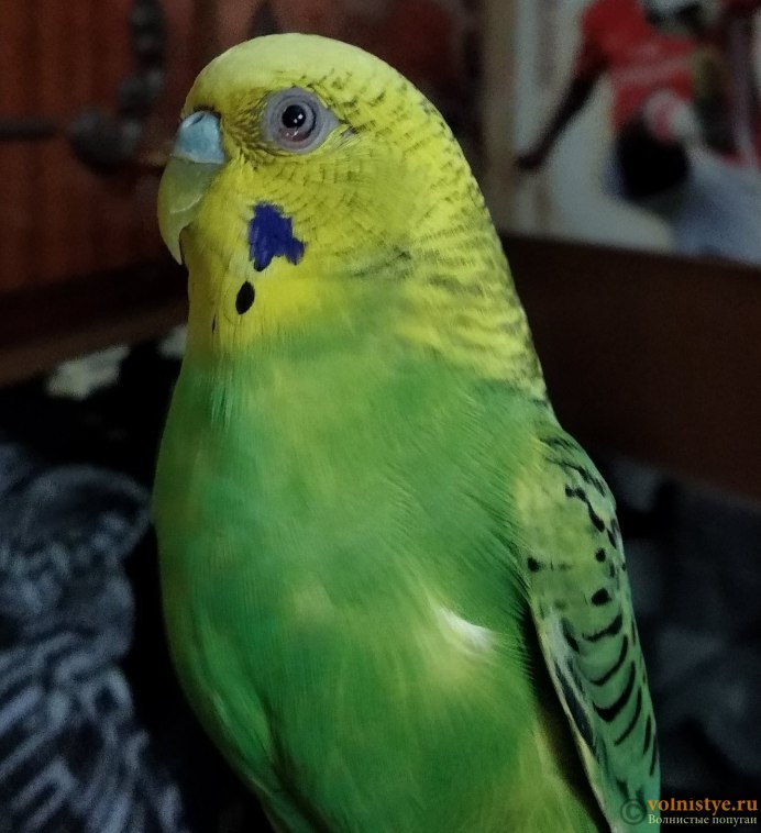 Волнистые попугайчики взрослые