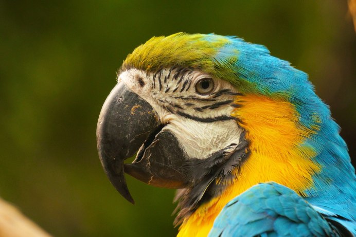 Глаз попугая ара