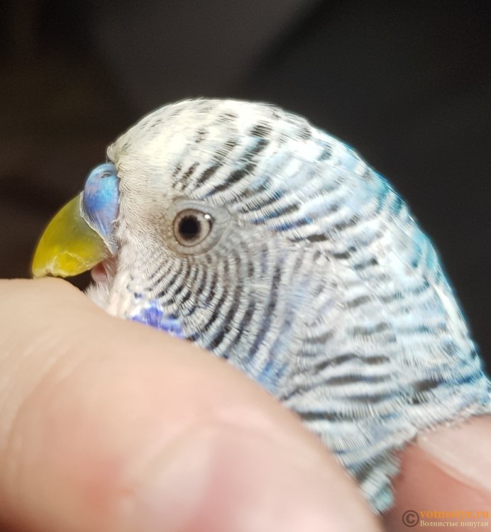 Взгляд попугая