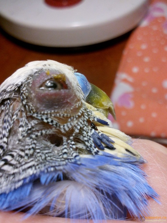 Глаза попугая волнистого