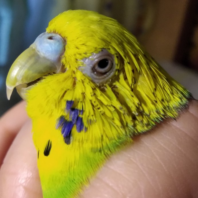 Орнитоз у волнистого попугая