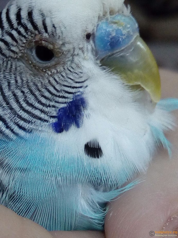 Ожирение у волнистого попугая