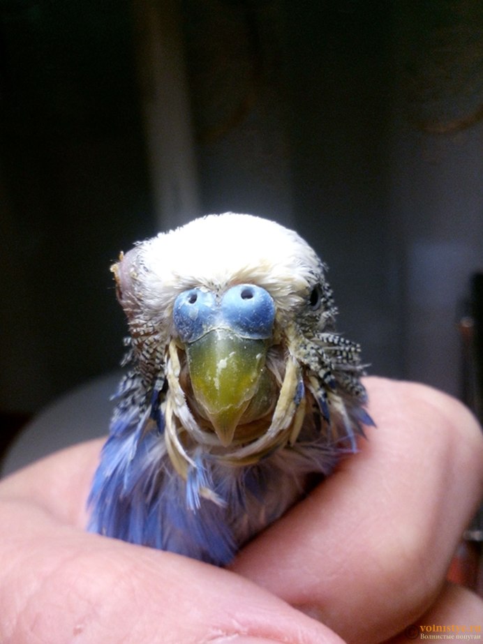 Глаза попугая волнистого