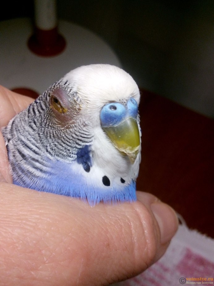 Волнистый попугай Кира