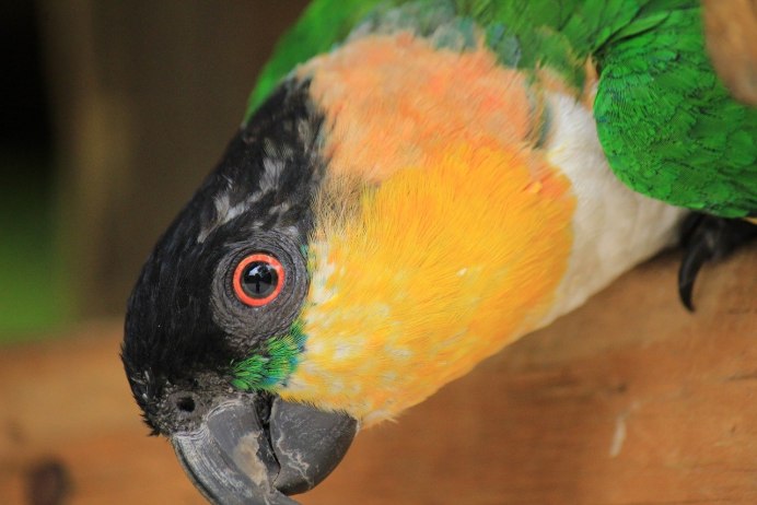 Глаз попугая