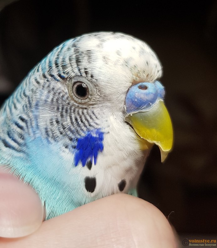 Глаза попугая волнистого