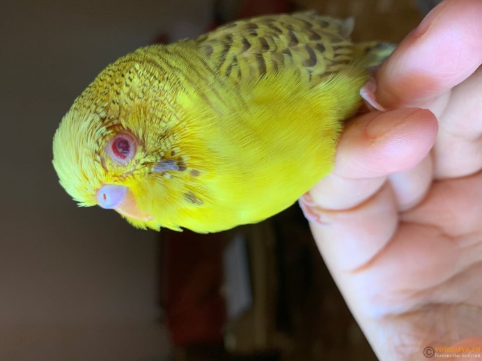 Глазки волнистого попугайчика