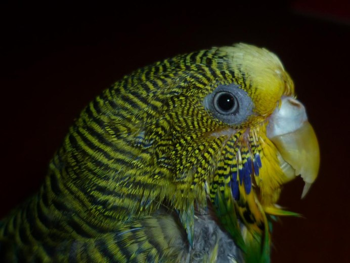 Волнистый попугай
