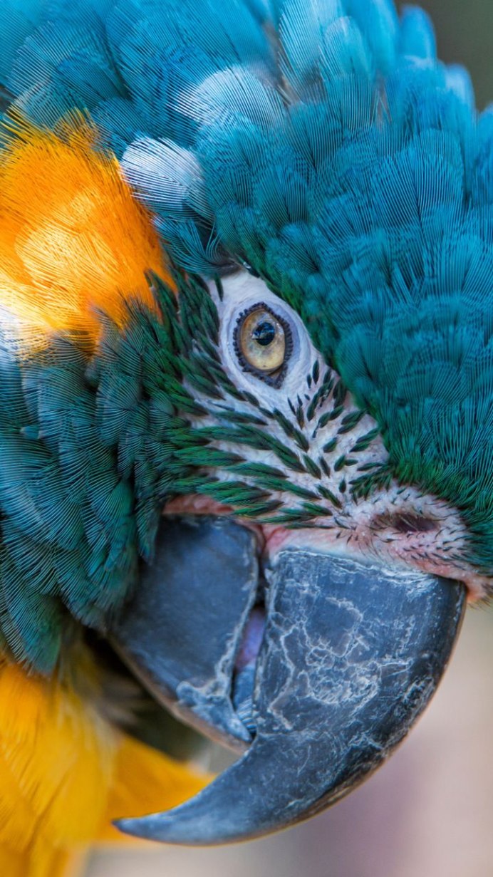 Восковица у кореллы