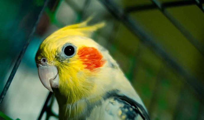 Попугай ара