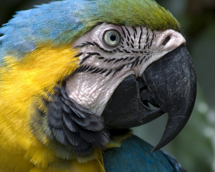Волнистый попугай с голубыми глазами