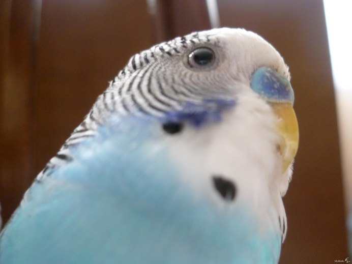 Ресницы у попугаев