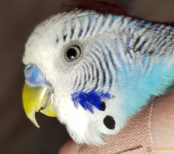 Здоровый клюв волнистого попугая