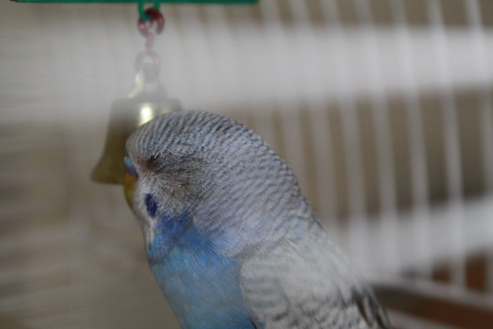 Волнистый попугай Риччи