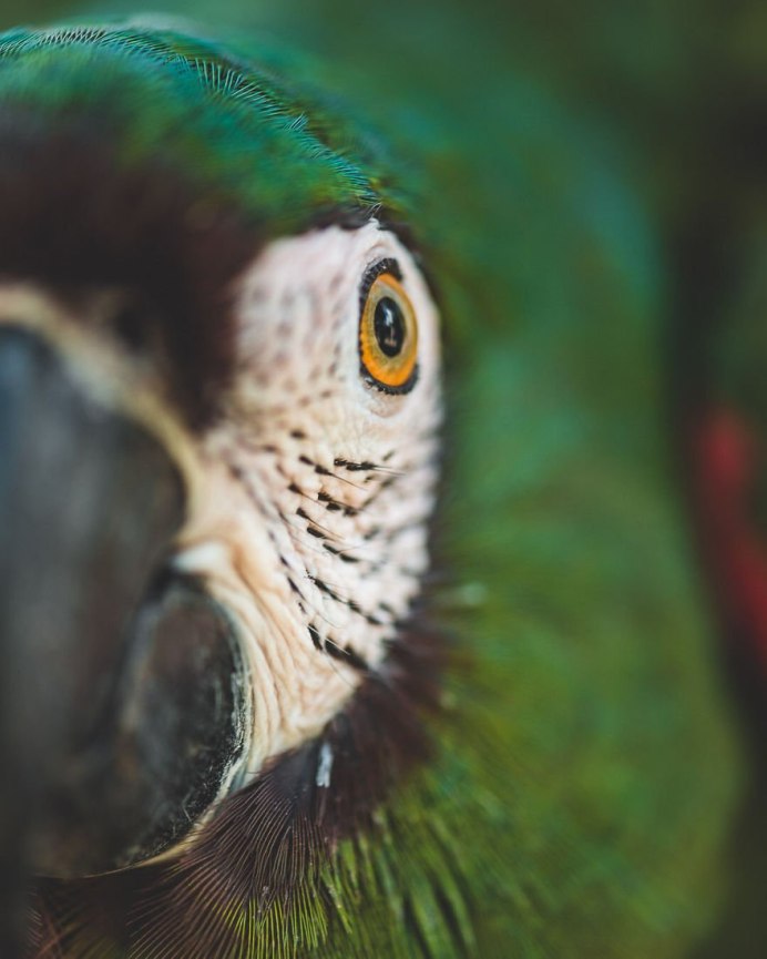 Вид попугая тигровый попугай