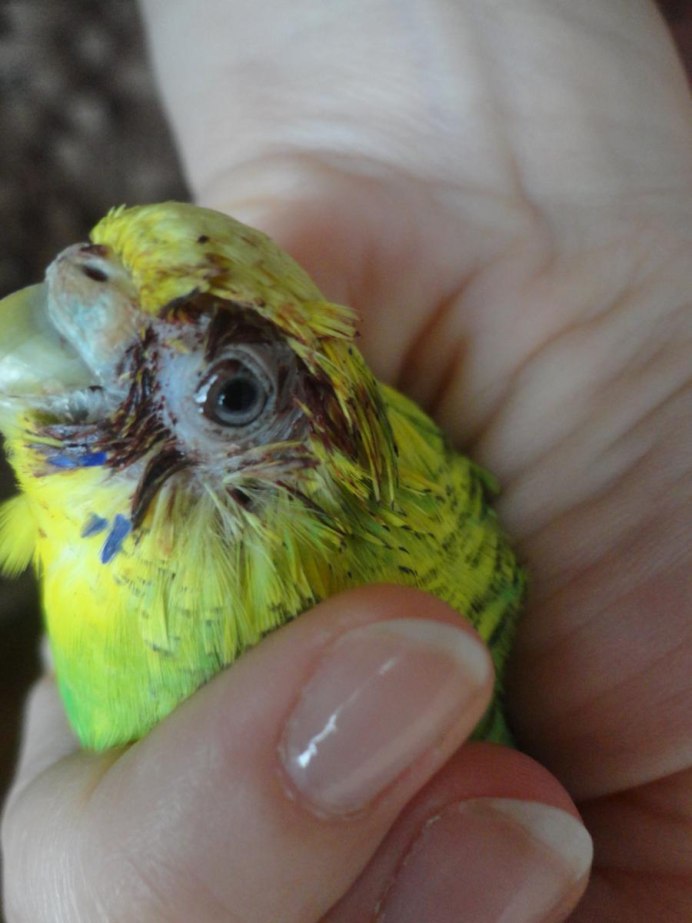 Птица с зелеными глазами