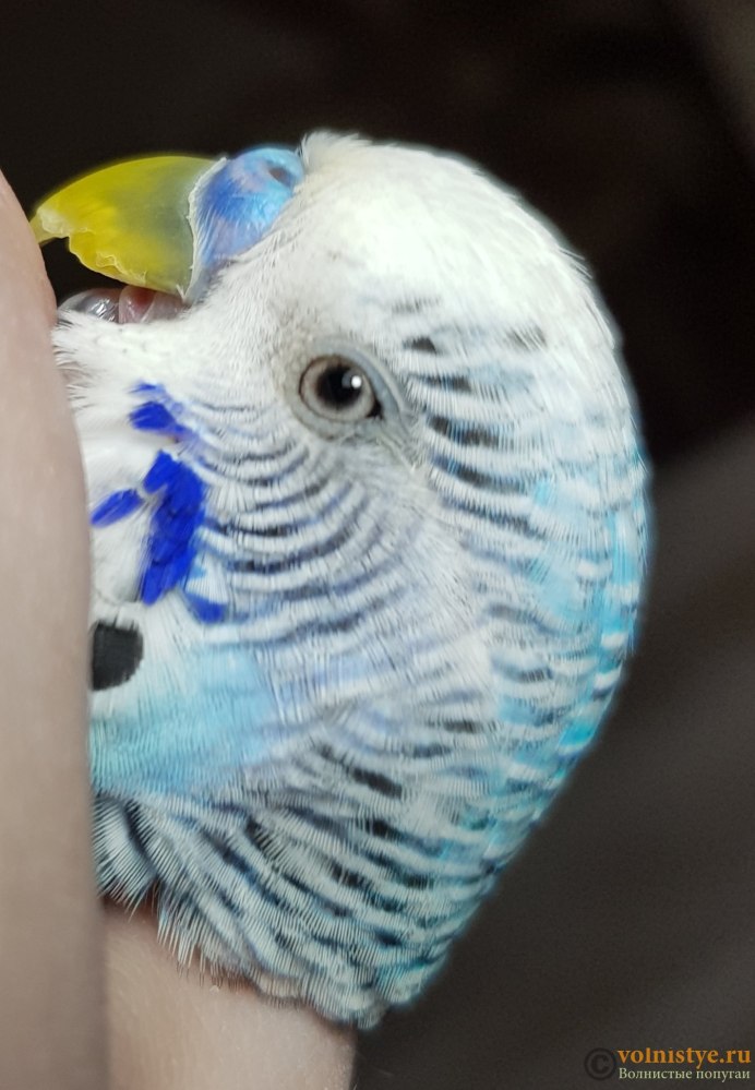 Попугай с закрытыми глазами