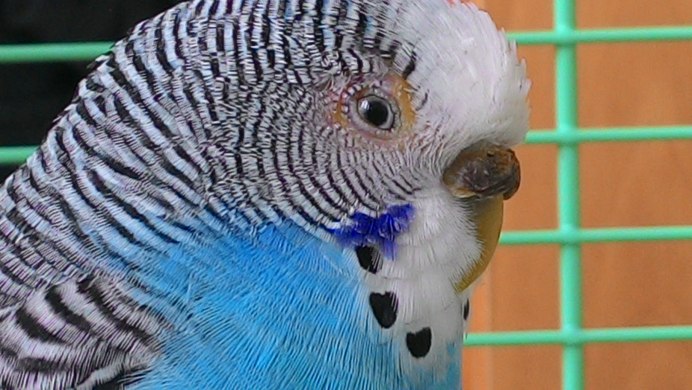 Глаза попугая волнистого