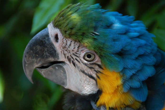 Клюв попугая