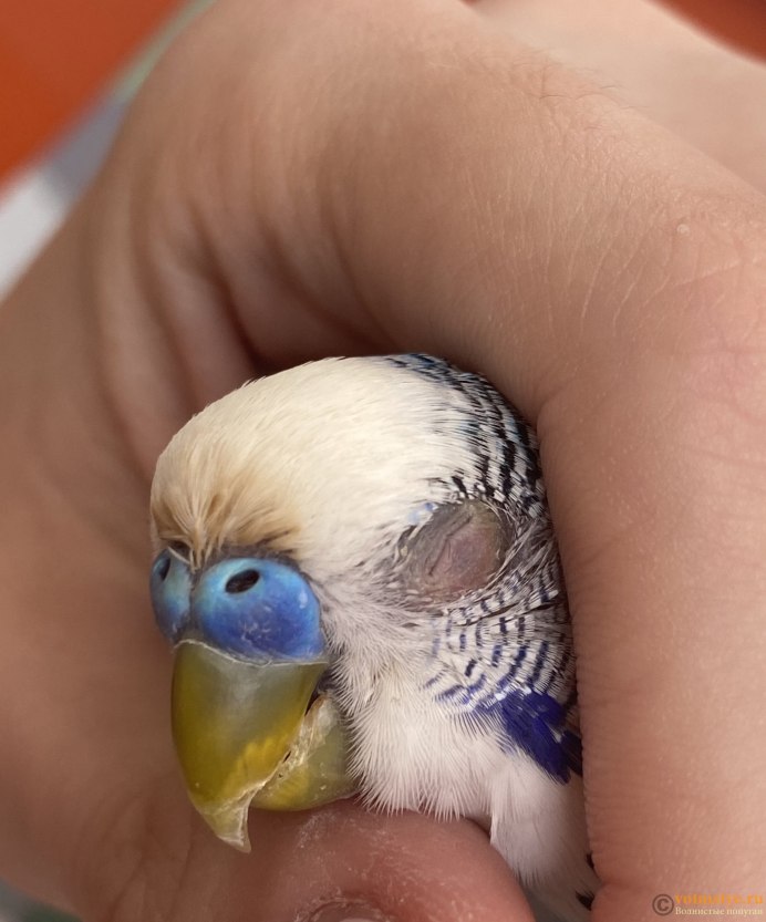 Какаду альбинос