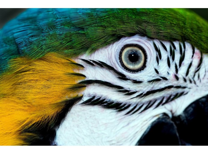 Мир глазами попугая