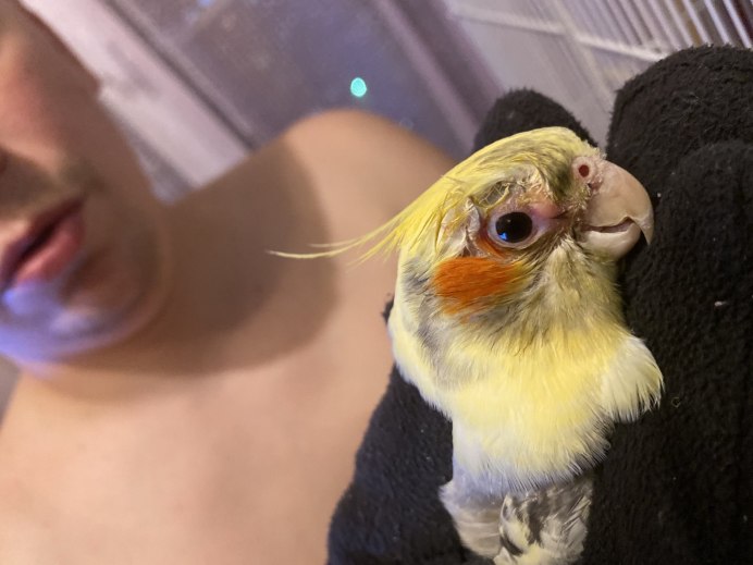 Глаз попугая