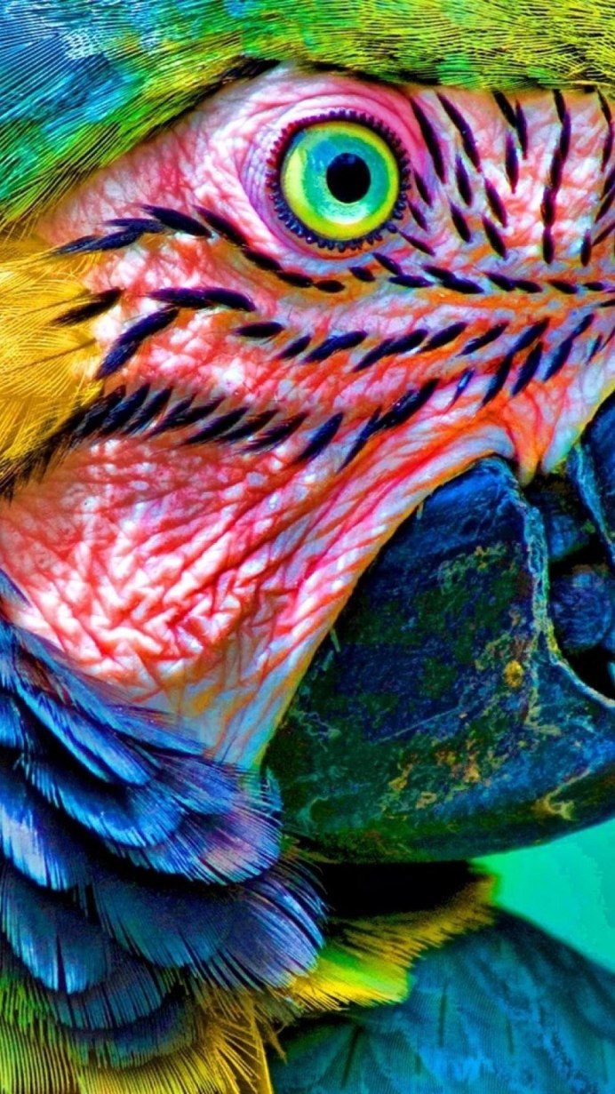 Наростеи на глазах у попугая