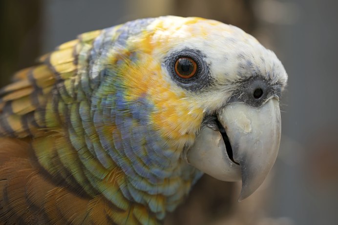 Попугай Королевский Амазон