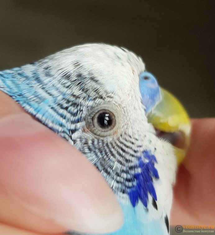Кольчатый попугай голубой