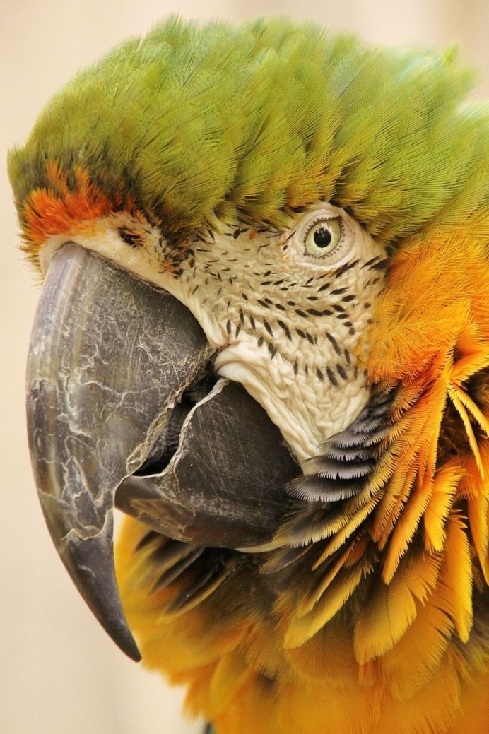 У волнистого попугая опух глаз