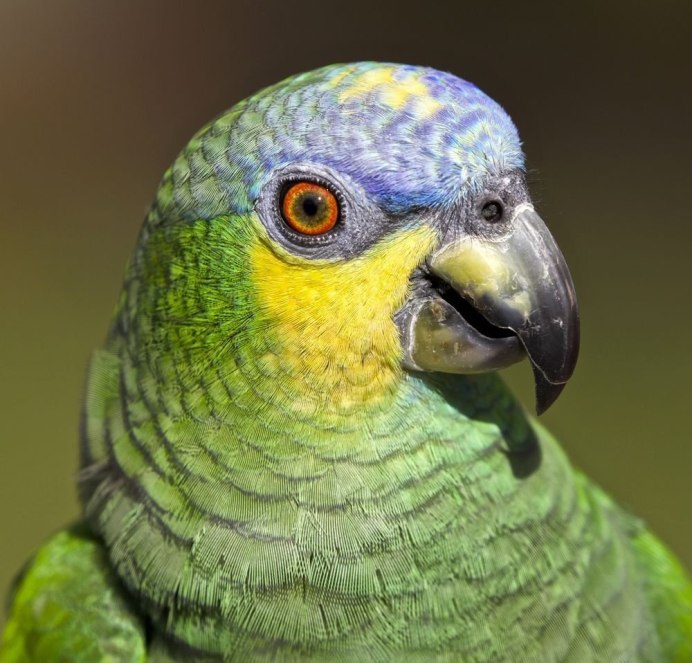Венесуэльский Амазон попугай