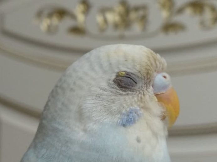 Волнистый попугай розовый