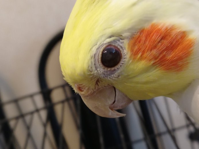 Конъюнктивит у волнистого попугая