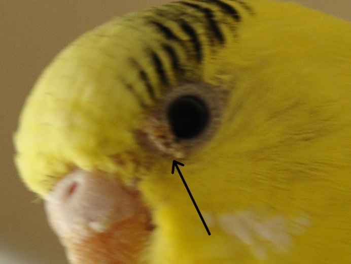 Корелла попугай орнитоз