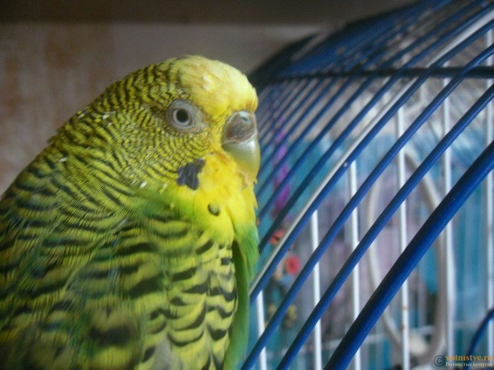 Волнистый попугайчик красный