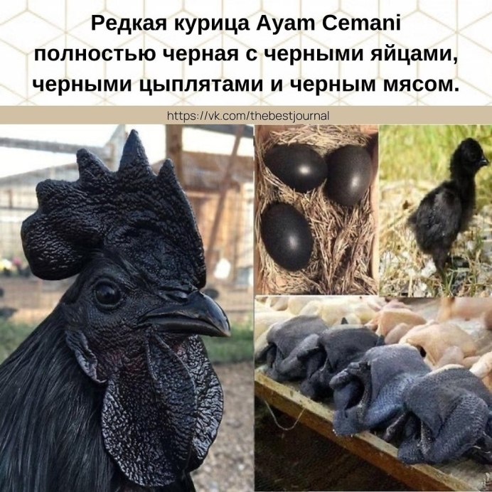 Аям Симони-черный петух
