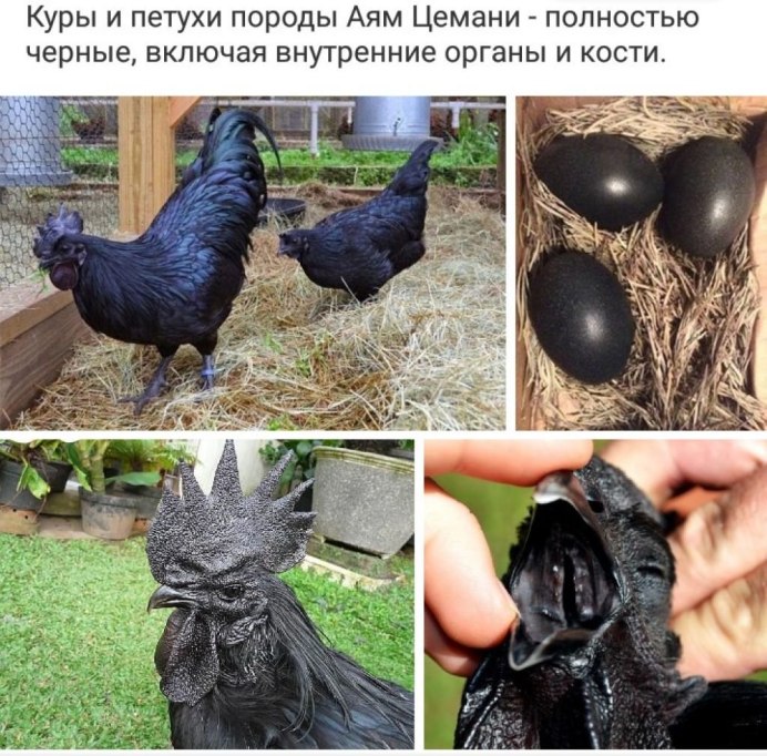Курица Аям Цемани