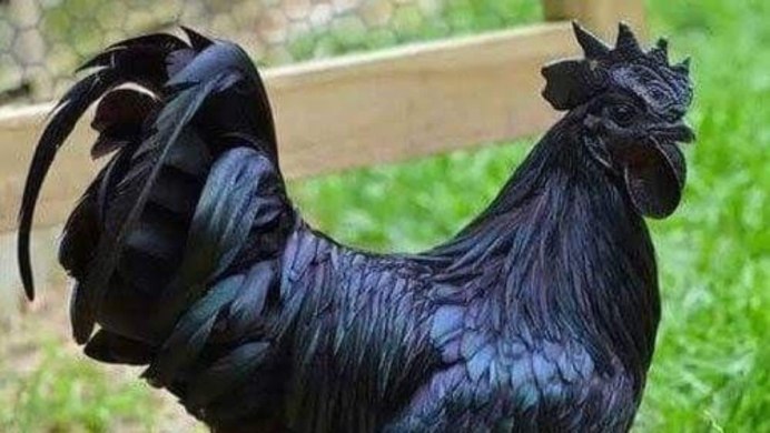 Черные куры Аям Цемани