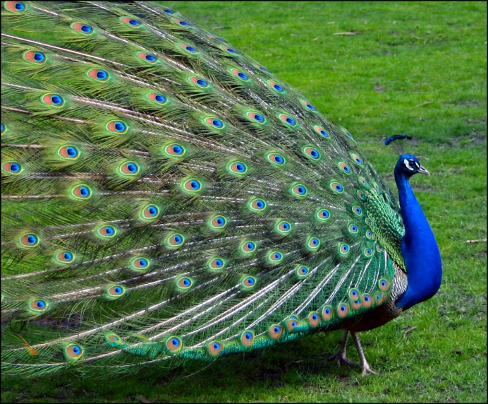 Павлин (Pavo cristatus)