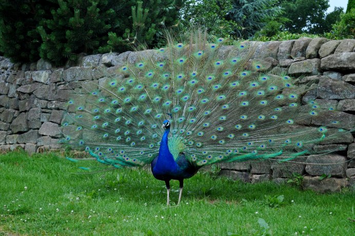 Индийский Павлин / Pavo cristatus