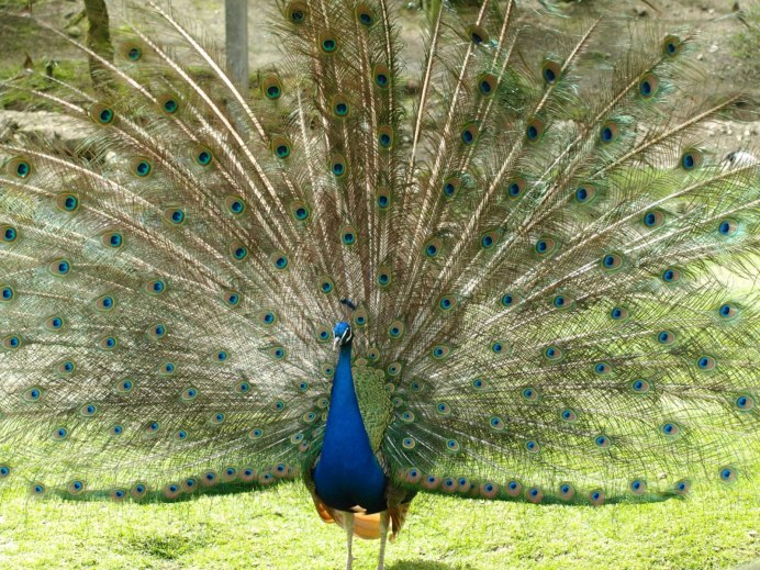 Индийский Павлин / Pavo cristatus
