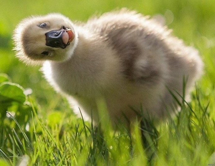 Смешные зверюшки