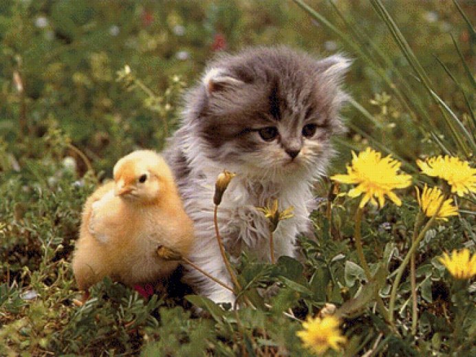 Котики с цыплятами