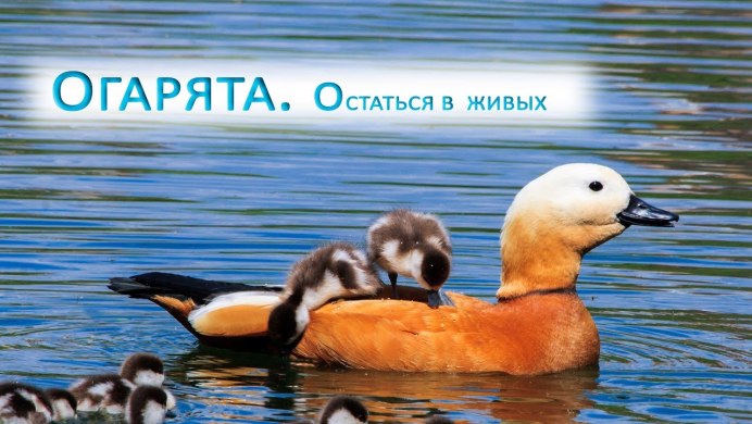 Огарь утка