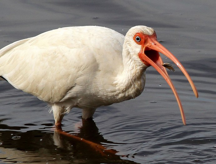 Ибис красный, алый (Eudocimus ruber)