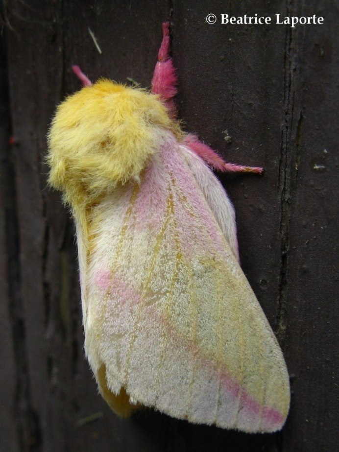 Megalopyge opercularis гусеница