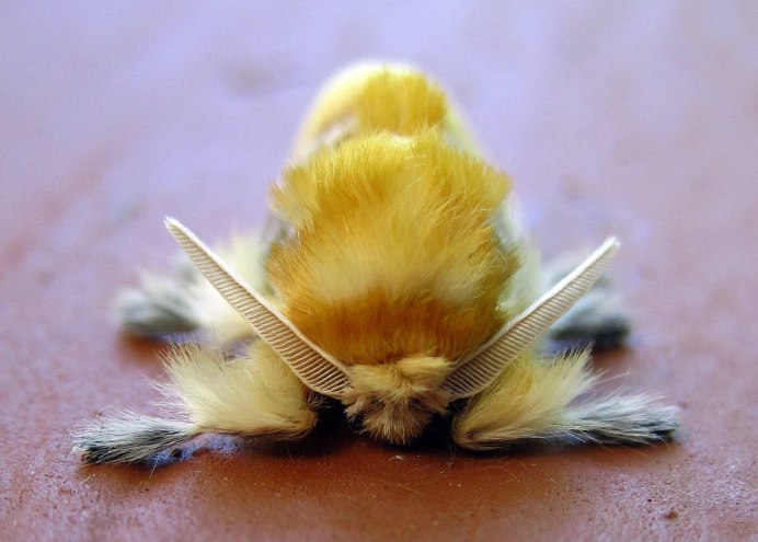 Мотылёк Dryocampa rubicunda.