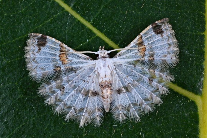 Гусеница Euproctis similis